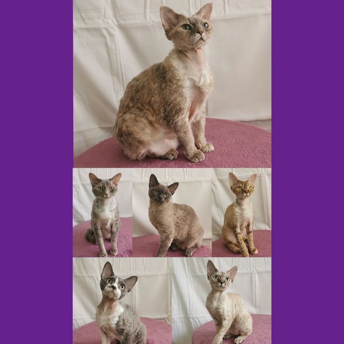 Devon rexen är den ultimata katten, de trivs bra som innekatt och är en trofast, lojal, social och en helt underbar vän ♥
Min uppfödning finns i Skellefteå som ligger i västerbotten. Men 
transport brukar kunna ordnas.

 
Välkommen att höra av dig om du är intresserad av  Devon Rex!
Har gjort en grupp på Facebook med min uppfödning bli gärna medlem där =) gruppen heter SE*LovelyPaw's 


